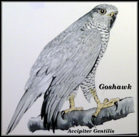 Birds of Prey Goshawk 2