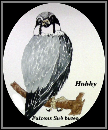 Birds of Prey Hobby 2